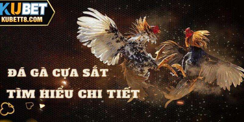 Đá Gà Cựa Sắt - Giải Đáp Chi Tiết Từ A-Z Cho Tân Binh Làm rõ khái niệm đá gà cựa sắt là gì