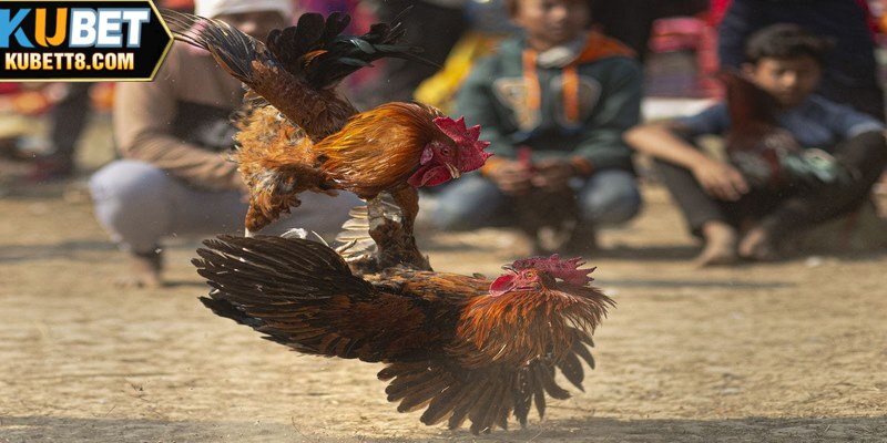 Đá Gà Thomo - Cá Cược Giải Đấu Chuyên Nghiệp Tại KUBET Thưởng cá cược đá gà KUBET rất cao