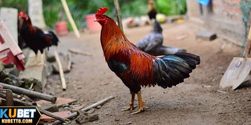 Đá Gà Miền Tây Là Gì? Những Giống Chiến Kê Nổi Bật Giống Chợ Lách Bến Tre