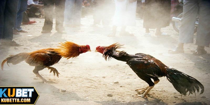 Vì sao môn chọi gà tre lại được nhiều người quan tâm?
